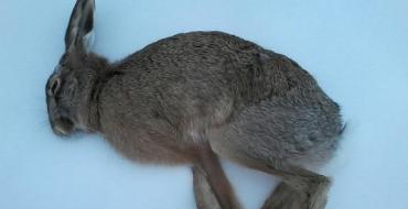 What do we know about hares?  What does a hare eat?  Is a hare a rodent or not?