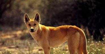 Historia del descubrimiento y exploración de Australia.