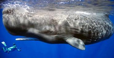 Scurte informații despre balene