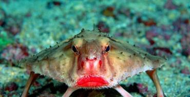 Los habitantes más terribles de las profundidades marinas. Animales aterradores del planeta.