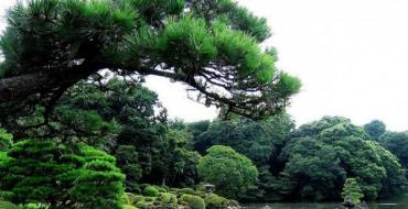 Amazing parks of Tokyo Oriental Gardens of the Imperial Palace