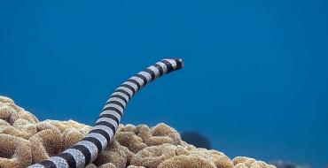 흑해의 위험한 동물 (7 장) 가장 위험한 해양 생물